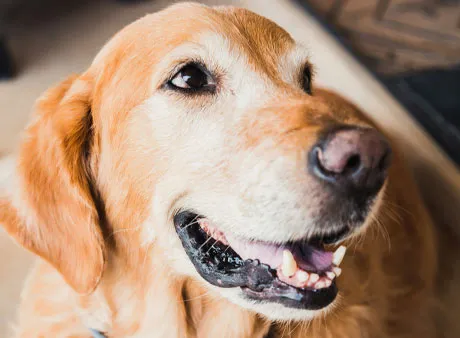Dog at the pet-friendly Hoffmann Hotel